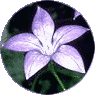 Royal Bluebell, symbol of the Australian Capital Territory